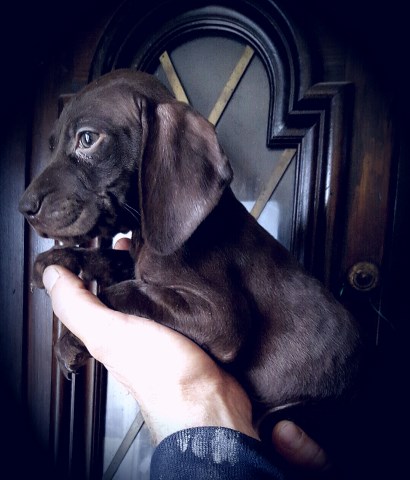 German Shorthaired Pointer puppy for sale + 50740