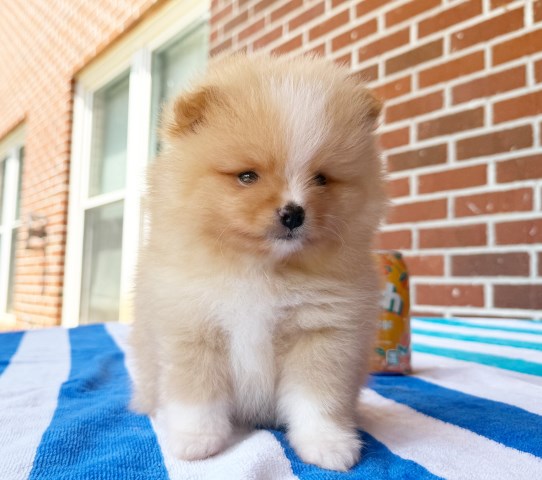 Pomeranian puppy for sale + 66628