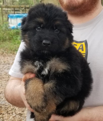 German Shepherd Dog puppy dog for sale in FORT WHITE, Florida