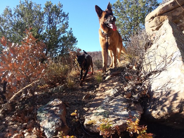 Professionally Trained German Shepherd