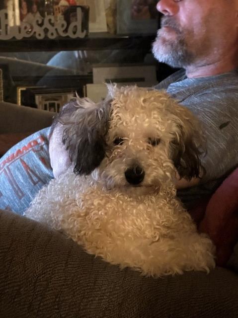 Male Toy Poodle