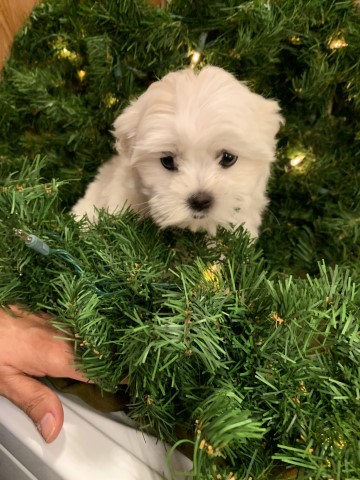 Two Female Maltese Puppies AKC REGISTERED  (Half Korean Maltese)