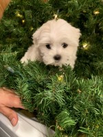 Two Female Maltese Puppies AKC REGISTERED  (Half Korean Maltese) Maltese for sale/adoption
