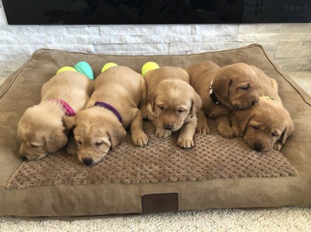 Labrador Retriever puppy for sale + 51801