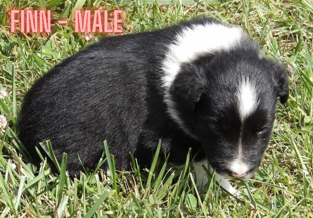 Border Collie puppy for sale + 64918