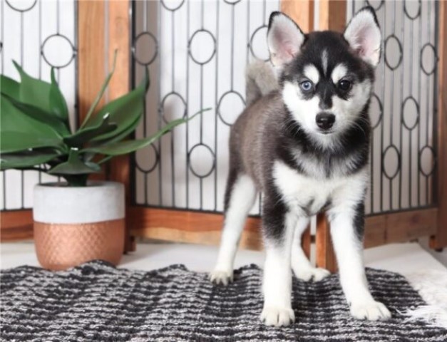 Pomsky puppy for sale + 61595