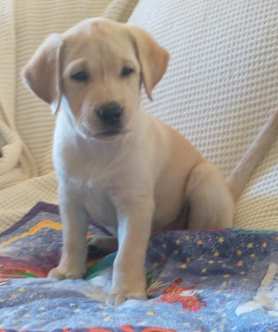 Labrador Retriever puppy for sale + 66849