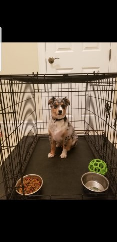 2yr old Mini Aussie Blue Merle