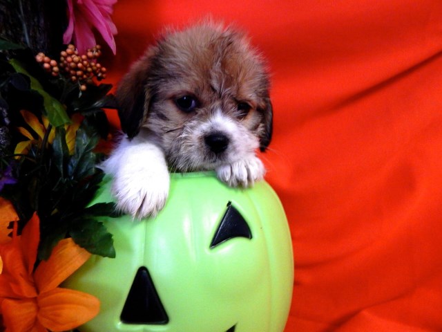Shih Tzu puppy for sale + 66884