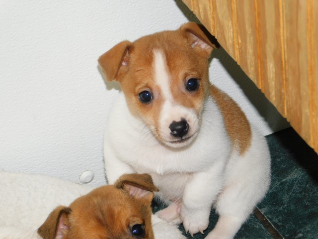 Jack Russell Terrier puppy for sale + 65809