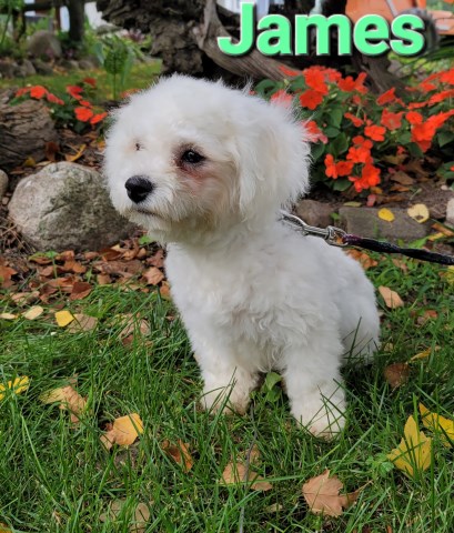 AKC Bichon Frise. Parents are pedigreed.  born April 14th. call 231 821 9399