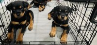 Rottweiler thumbnail