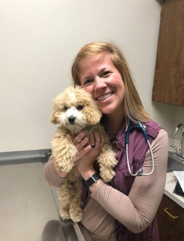 Health Cavapoo Puppies