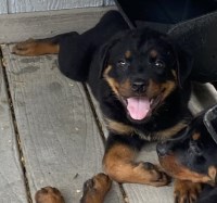 AKC Registered Female Rottweiler Puppies Available Now. Rottweiler for sale/adoption