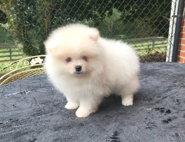 CKC Pomeranian: PIP