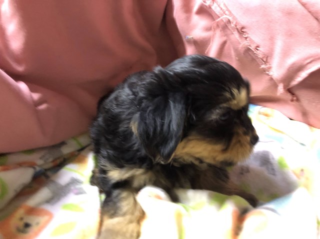 Yorkipoo puppy for sale + 66460