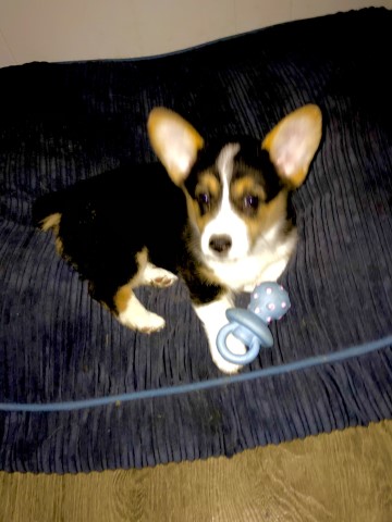 AKC Pembroke Welsh Corgi Puppy 8 wks old