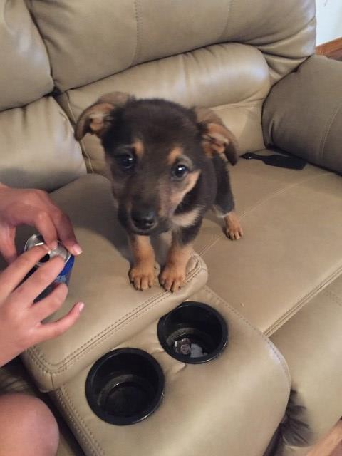 German Shepherd Dog puppy for sale + 55390