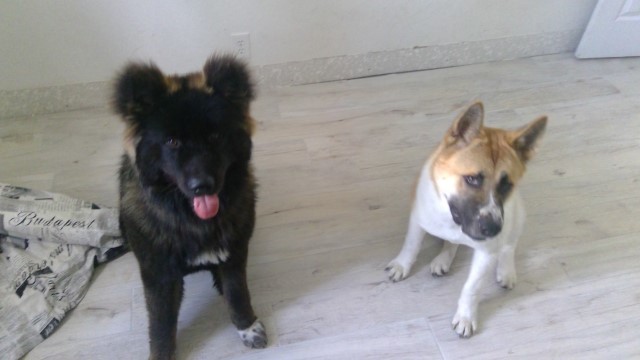 Akita puppy for sale + 62258