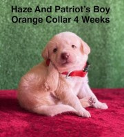 AKC Yellow/Champagne Labrador Puppies Labrador Retriever for sale/adoption