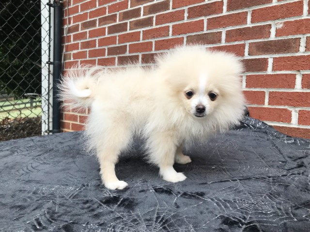 Pomeranian puppy for sale + 66168