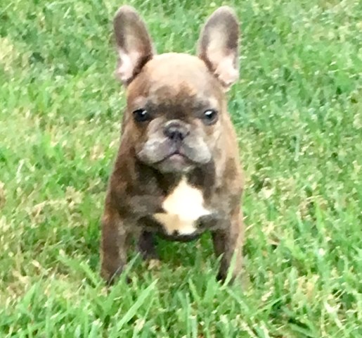 French Bulldog puppy for sale + 53880