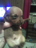 chihuahua puppies Chihuahua for sale/adoption