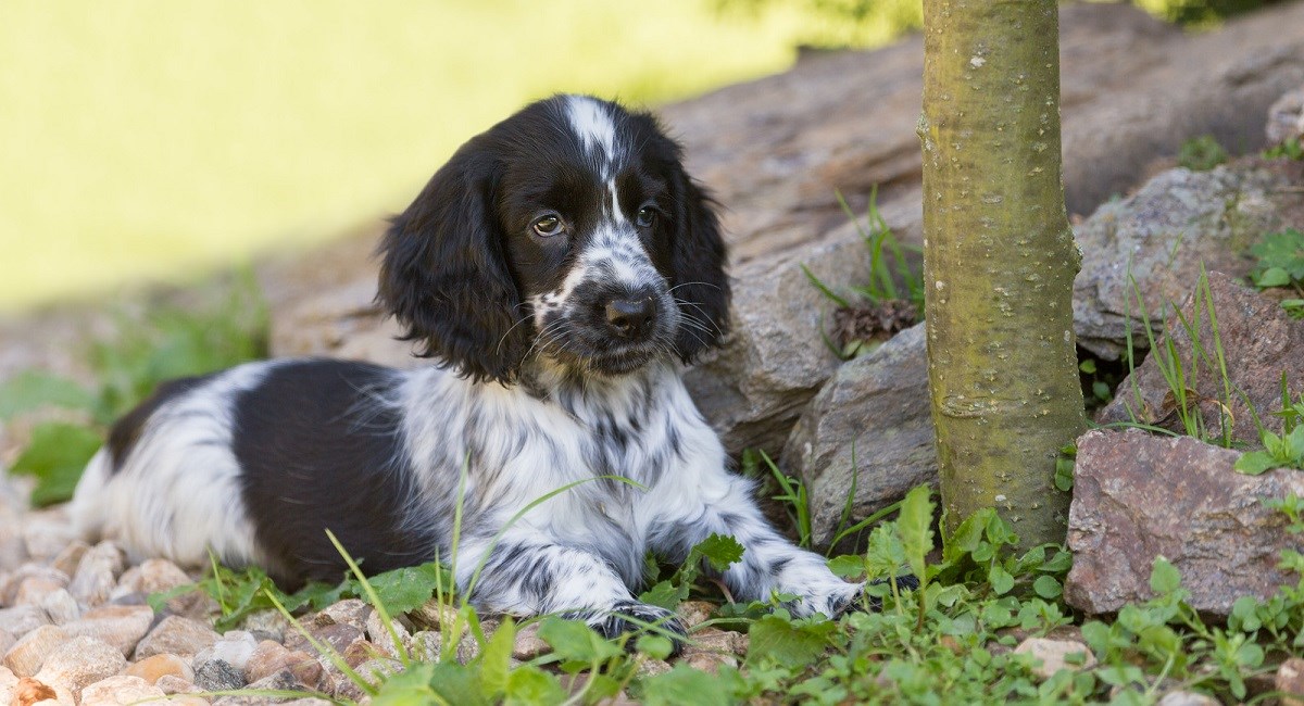 blue roan english cocker spaniel puppies