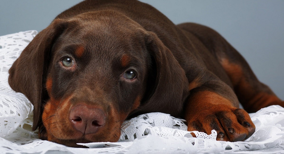 Doberman puppy with beautiful brown eyes.