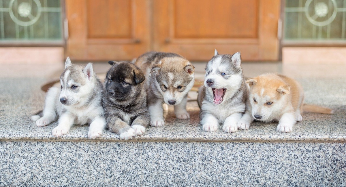Five Siberian Husky puppies sitting by the front door