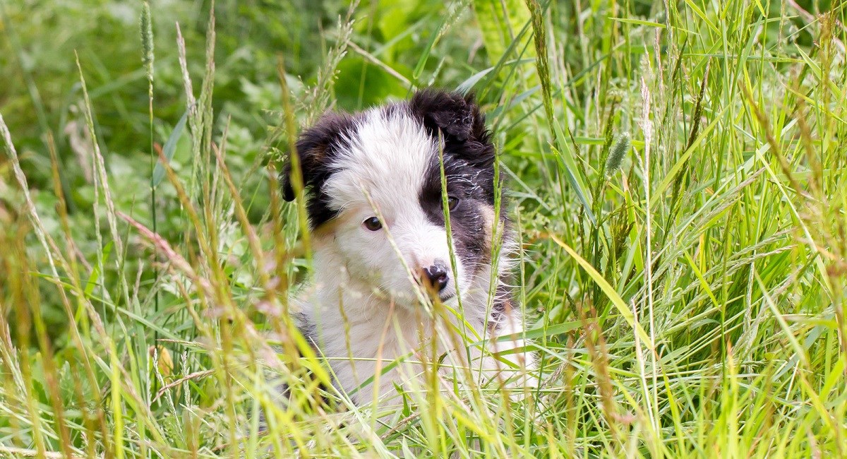 Border Collie puppy in a meadow of tall grass