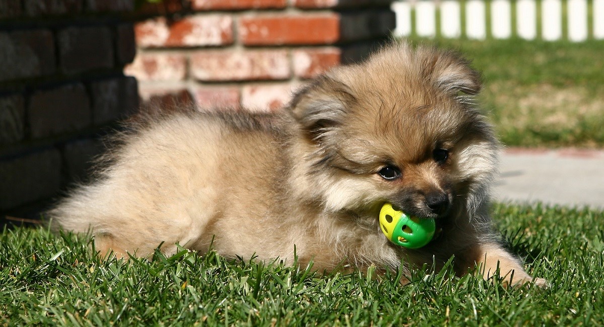Pomeranian puppy with a ball.