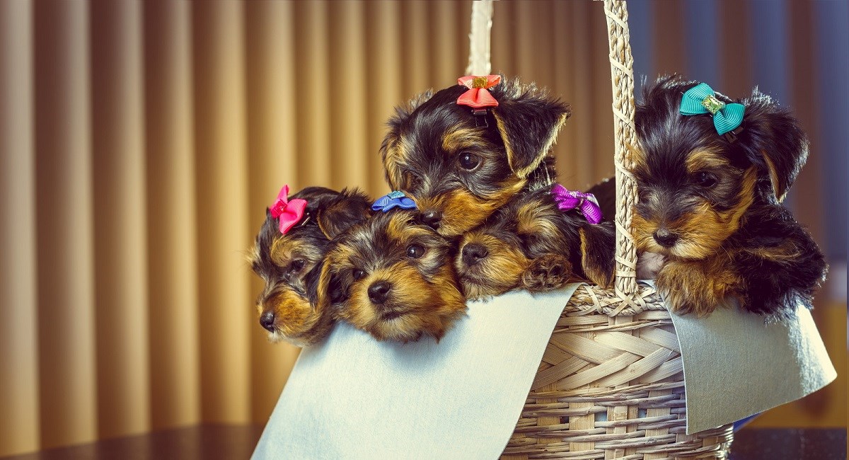Four Yorkie puppies in a basket