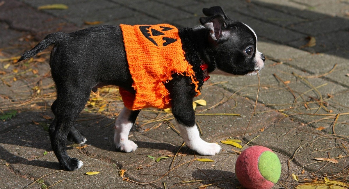 Profile of boston Terrier puppy with cute face