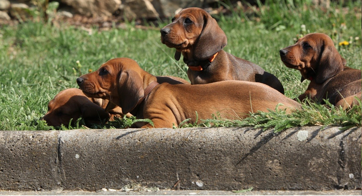 Dachshund Puppies relaxing on a lawn