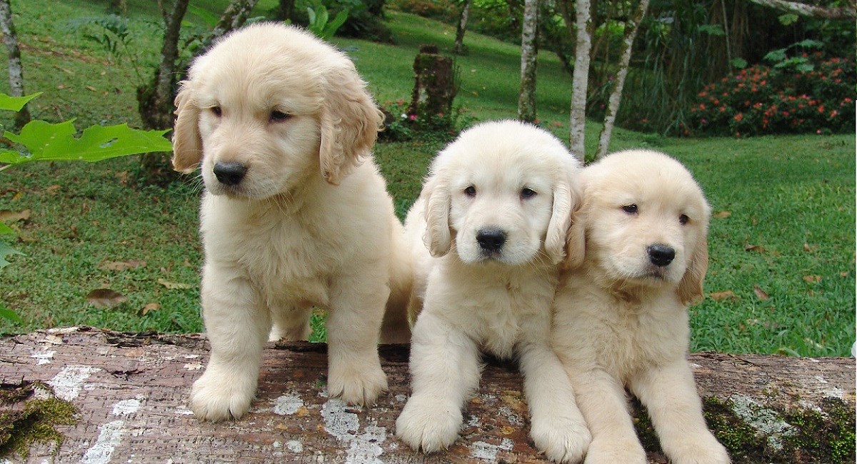 Golden Retriever puppies sitting on a log