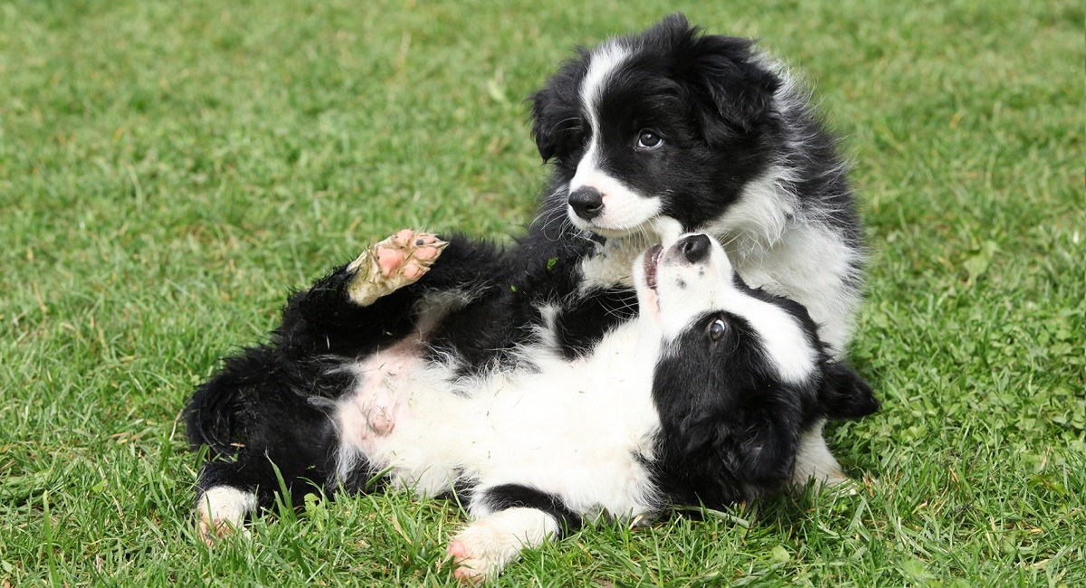 Two Border Collies puppies playing gon the lawn