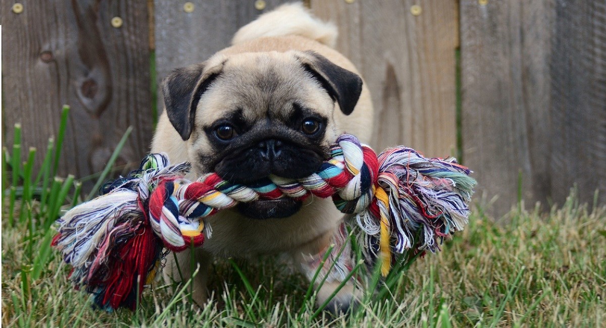 Gorgeous Pug puppy with toy rope in mouth