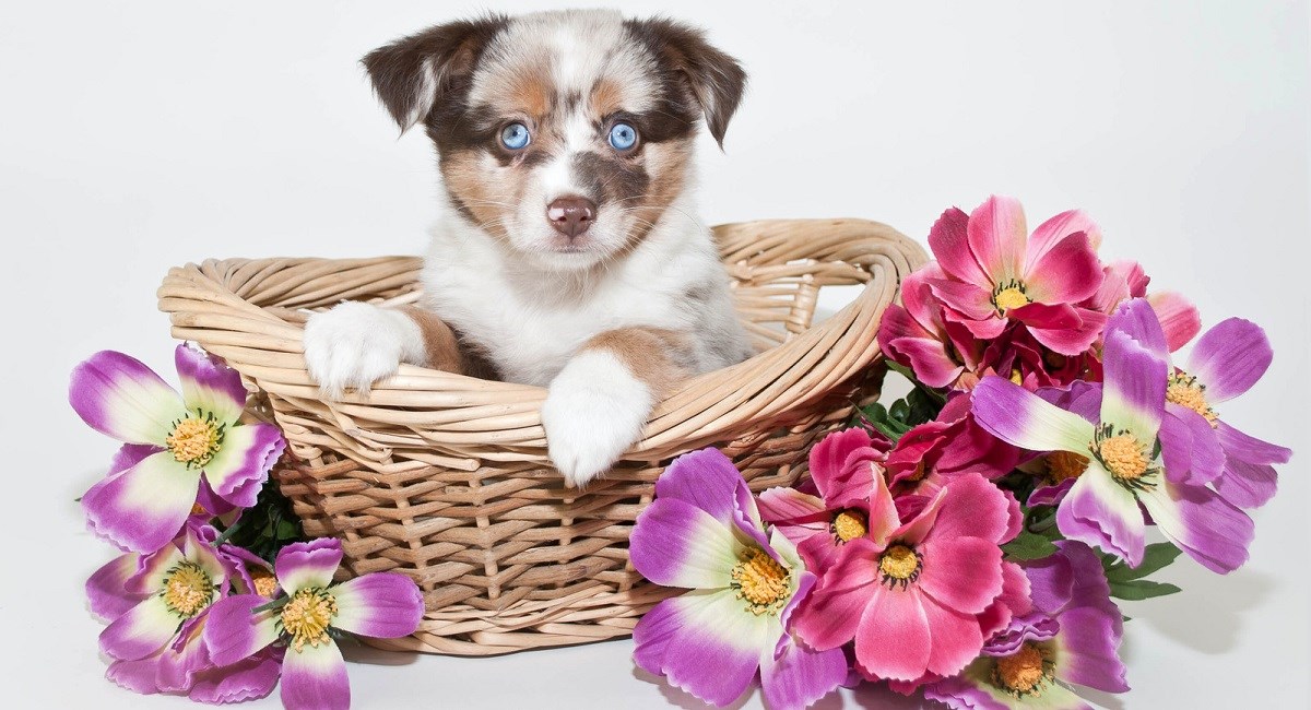 Blue Eyed Australian Shepherd puppy