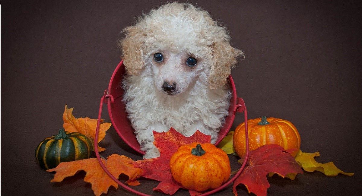 White poodle with pumpkins by side