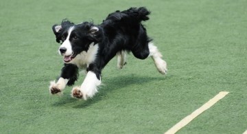 Border Collie puppy running across field