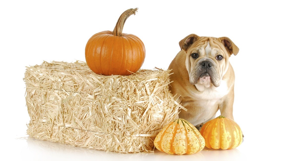 English Bulldog puppy - Halloween
