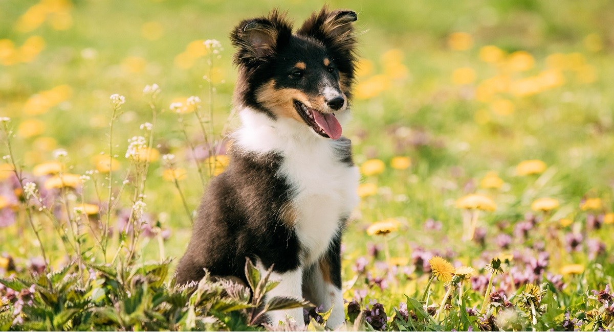 Black and Tan Sheltie in meadow