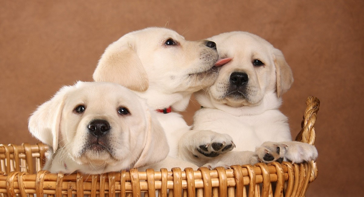 Three yellow Labradors sitting in a basket