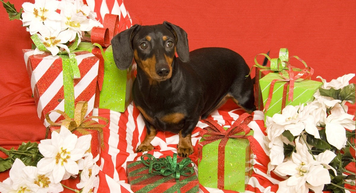 Dachshund with Xmas presents