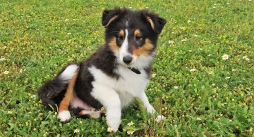 Tri-color Sheltie puppy waiting for owner