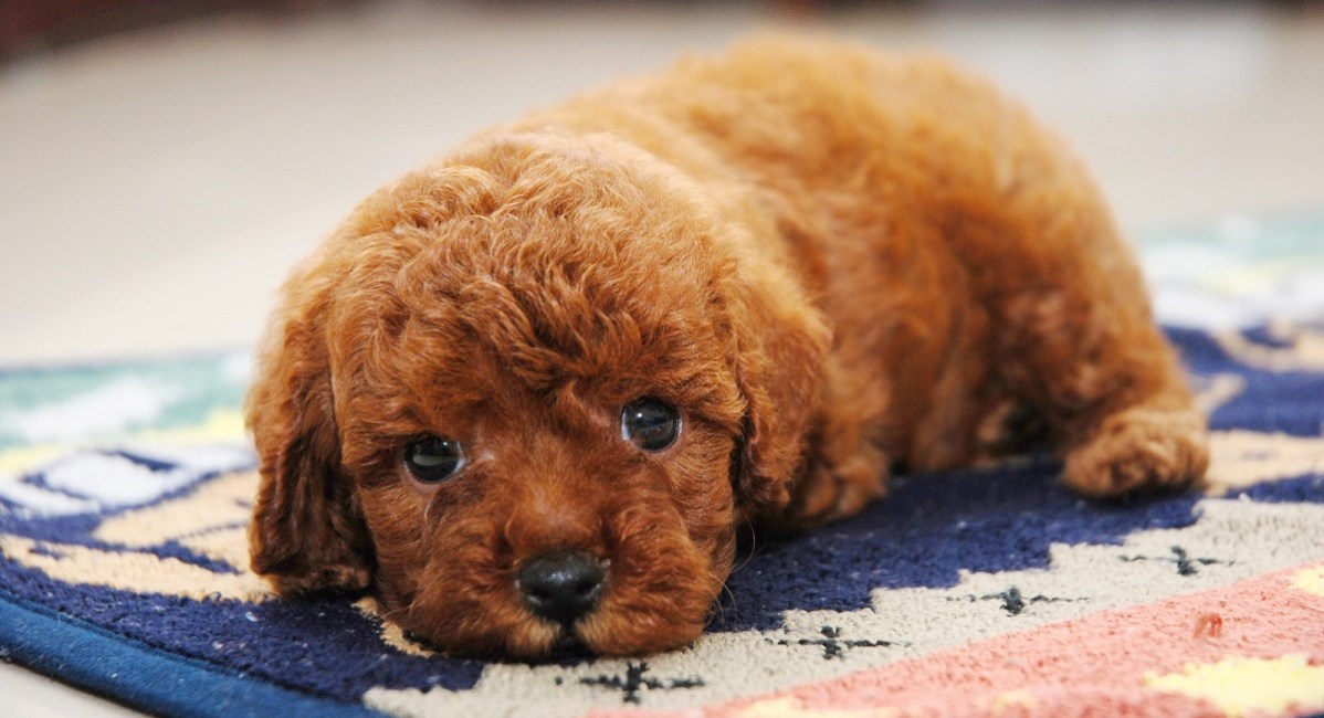 Red Poodle with gorgeous brown eyes