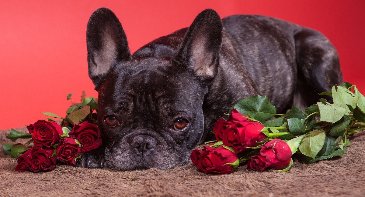 Boston Terrier with gorgeous brown eyes and roses