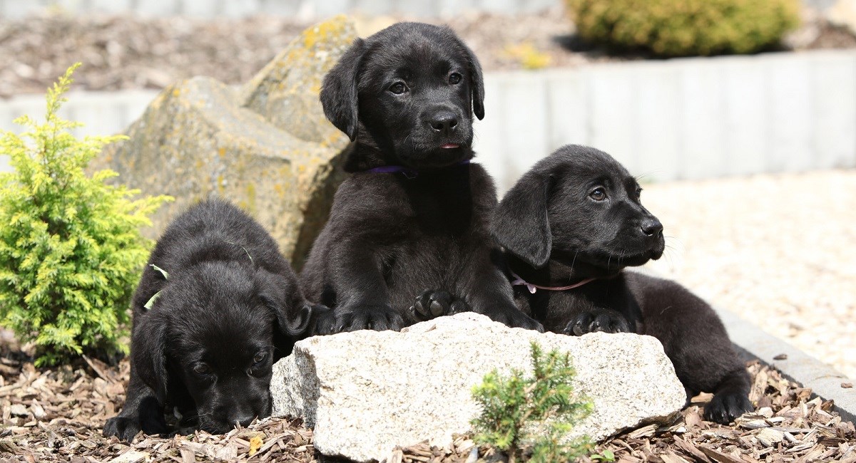 Three black Labradors sitting behind a rock