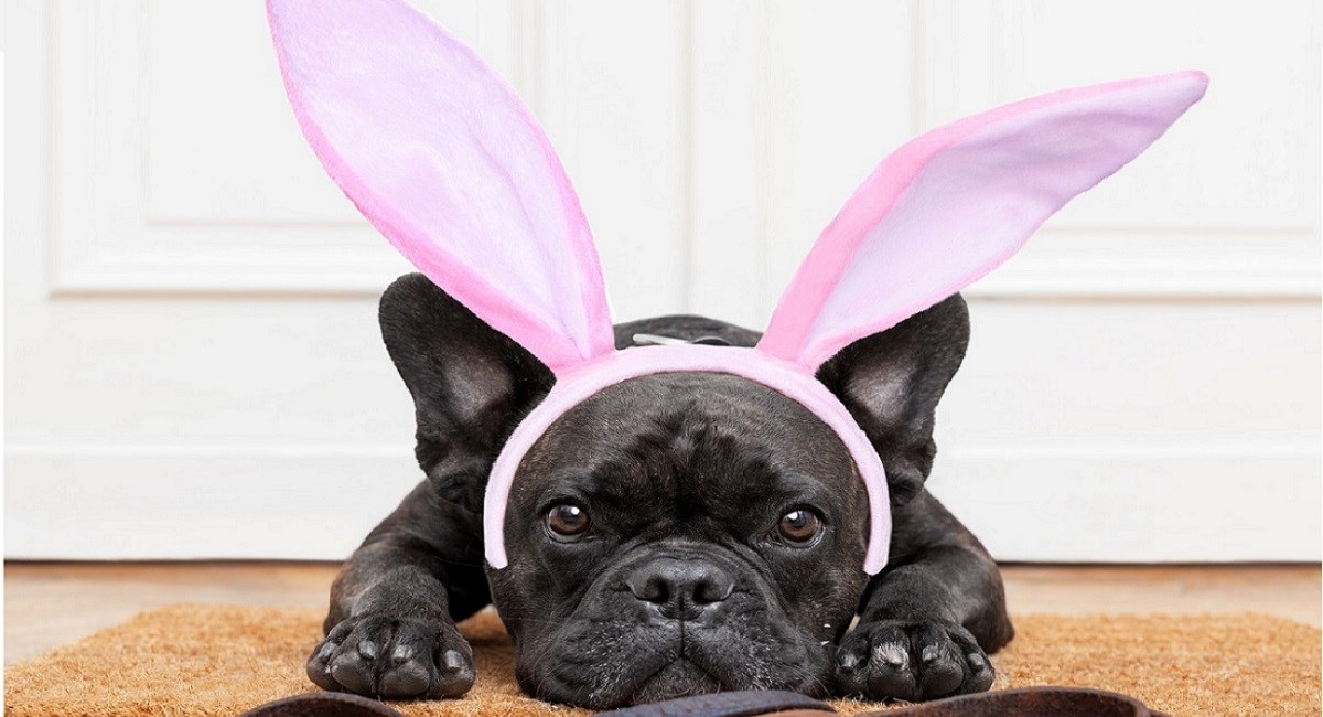 Black Pug puppy with rabbits ears.